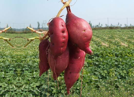 tupian_fanshu.jpg